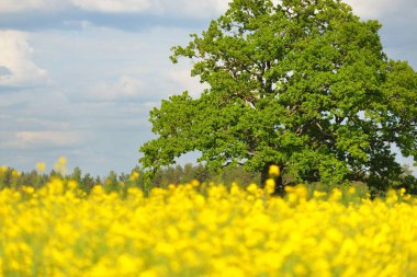 Kırsal alan. Çiçekli sarı kolza tohumu tarlası ve açık güneşli bir günde arka planda ulu meşe ağacı. Tarım, biyoteknoloji, yakıt, gıda endüstrisi, alternatif enerji, çevre, doğa
