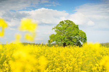 Kırsal alan. Çiçekli sarı kolza tohumu tarlası ve açık güneşli bir günde arka planda ulu meşe ağacı. Tarım, biyoteknoloji, yakıt, gıda endüstrisi, alternatif enerji, çevre, doğa