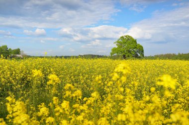 Kırsal alan. Çiçekli sarı kolza tohumu tarlası ve açık güneşli bir günde arka planda ulu meşe ağacı. Tarım, biyoteknoloji, yakıt, gıda endüstrisi, alternatif enerji, çevre, doğa