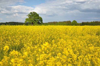 Kırsal alan. Çiçekli sarı kolza tohumu tarlası ve açık güneşli bir günde arka planda ulu meşe ağacı. Tarım, biyoteknoloji, yakıt, gıda endüstrisi, alternatif enerji, çevre, doğa