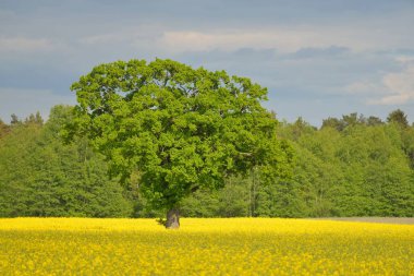 Kırsal alan. Çiçekli sarı kolza tohumu tarlası ve açık güneşli bir günde arka planda ulu meşe ağacı. Tarım, biyoteknoloji, yakıt, gıda endüstrisi, alternatif enerji, çevre, doğa