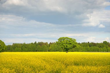 Bahar kırsal arazisi. Güneşli bir günde arka planda çiçek açan kolza tohumu tarlası ve orman manzarası. Tarım, biyoteknoloji, yakıt, gıda endüstrisi, alternatif enerji, çevre, doğa