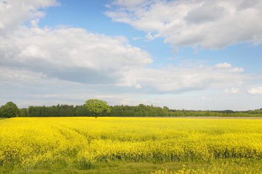 Bahar kırsal arazisi. Güneşli bir günde arka planda çiçek açan kolza tohumu tarlası ve orman manzarası. Tarım, biyoteknoloji, yakıt, gıda endüstrisi, alternatif enerji, çevre, doğa