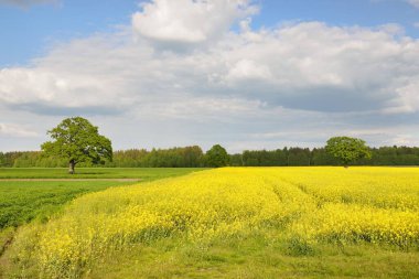 Kırsal alan. Çiçekli sarı kolza tohumu tarlası ve açık güneşli bir günde arka planda ulu meşe ağacı. Tarım, biyoteknoloji, yakıt, gıda endüstrisi, alternatif enerji, çevre, doğa