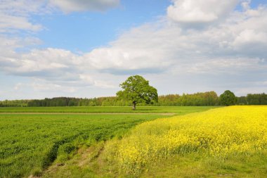 Kırsal alan. Çiçekli sarı kolza tohumu tarlası ve açık güneşli bir günde arka planda ulu meşe ağacı. Tarım, biyoteknoloji, yakıt, gıda endüstrisi, alternatif enerji, çevre, doğa