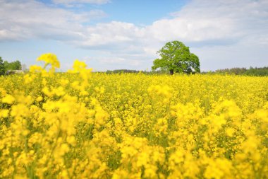Kırsal alan. Çiçekli sarı kolza tohumu tarlası ve açık güneşli bir günde arka planda ulu meşe ağacı. Tarım, biyoteknoloji, yakıt, gıda endüstrisi, alternatif enerji, çevre, doğa