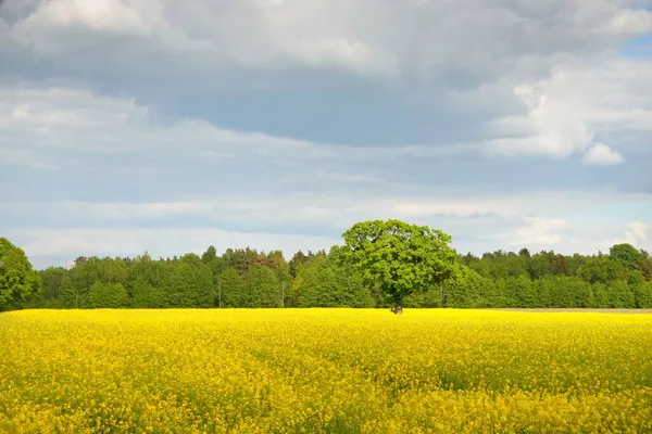 Bahar kırsal arazisi. Güneşli bir günde arka planda çiçek açan kolza tohumu tarlası ve orman manzarası. Tarım, biyoteknoloji, yakıt, gıda endüstrisi, alternatif enerji, çevre, doğa