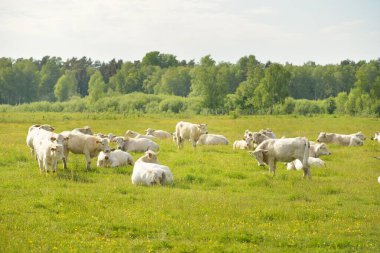 Yeşil bir orman çayırında otlayan beyaz inekler. Yazın kırsal alanda. Pastoral manzara. Evcil hayvanlar, çiftlik hayvanları, çiftlik, gıda endüstrisi, sığır ve süt, alternatif üretim, kırsal yaşam