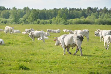 Yeşil bir orman çayırında otlayan beyaz inekler. Yazın kırsal alanda. Pastoral manzara. Evcil hayvanlar, çiftlik hayvanları, çiftlik, gıda endüstrisi, sığır ve süt, alternatif üretim, kırsal yaşam