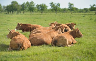 Yeşil bir orman çayırında otlayan kahverengi inekler. Yazın kırsal alanda. Pastoral manzara. Evcil hayvanlar, çiftlik hayvanları, çiftlik, gıda endüstrisi, sığır ve süt, alternatif üretim, kırsal yaşam