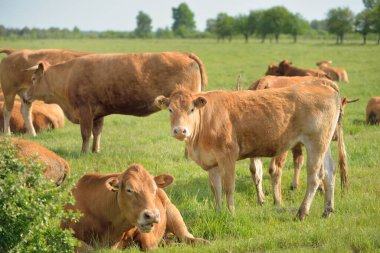 Yeşil bir orman çayırında otlayan kahverengi inekler. Yazın kırsal alanda. Pastoral manzara. Evcil hayvanlar, çiftlik hayvanları, çiftlik, gıda endüstrisi, sığır ve süt, alternatif üretim, kırsal yaşam