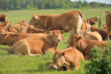 Yeşil bir orman çayırında otlayan kahverengi inekler. Yazın kırsal alanda. Pastoral manzara. Evcil hayvanlar, çiftlik hayvanları, çiftlik, gıda endüstrisi, sığır ve süt, alternatif üretim, kırsal yaşam