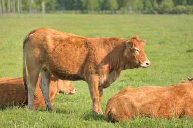 Yeşil bir orman çayırında otlayan kahverengi inekler. Yazın kırsal alanda. Pastoral manzara. Evcil hayvanlar, çiftlik hayvanları, çiftlik, gıda endüstrisi, sığır ve süt, alternatif üretim, kırsal yaşam