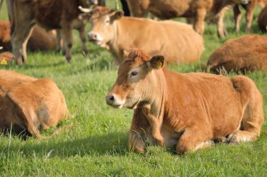 Yeşil bir orman çayırında otlayan kahverengi inekler. Yazın kırsal alanda. Pastoral manzara. Evcil hayvanlar, çiftlik hayvanları, çiftlik, gıda endüstrisi, sığır ve süt, alternatif üretim, kırsal yaşam