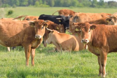 Yeşil bir orman çayırında otlayan kahverengi inekler. Yazın kırsal alanda. Pastoral manzara. Evcil hayvanlar, çiftlik hayvanları, çiftlik, gıda endüstrisi, sığır ve süt, alternatif üretim, kırsal yaşam