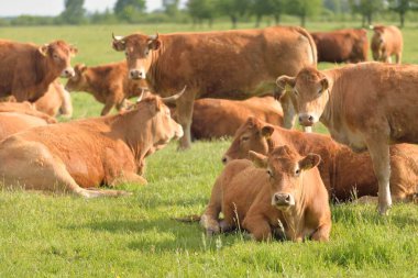 Yeşil bir orman çayırında otlayan kahverengi inekler. Yazın kırsal alanda. Pastoral manzara. Evcil hayvanlar, çiftlik hayvanları, çiftlik, gıda endüstrisi, sığır ve süt, alternatif üretim, kırsal yaşam