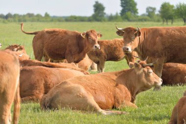 Yeşil bir orman çayırında otlayan kahverengi inekler. Yazın kırsal alanda. Pastoral manzara. Evcil hayvanlar, çiftlik hayvanları, çiftlik, gıda endüstrisi, sığır ve süt, alternatif üretim, kırsal yaşam