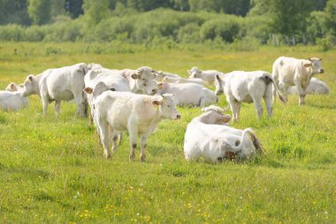 Yeşil bir orman çayırında otlayan beyaz inekler. Yazın kırsal alanda. Pastoral manzara. Evcil hayvanlar, çiftlik hayvanları, çiftlik, gıda endüstrisi, sığır ve süt, alternatif üretim, kırsal yaşam