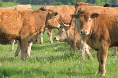 Yeşil bir orman çayırında otlayan kahverengi inekler. Yazın kırsal alanda. Pastoral manzara. Evcil hayvanlar, çiftlik hayvanları, çiftlik, gıda endüstrisi, sığır ve süt, alternatif üretim, kırsal yaşam