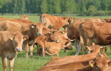 Yeşil bir orman çayırında otlayan kahverengi inekler. Yazın kırsal alanda. Pastoral manzara. Evcil hayvanlar, çiftlik hayvanları, çiftlik, gıda endüstrisi, sığır ve süt, alternatif üretim, kırsal yaşam