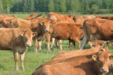 Yeşil bir orman çayırında otlayan kahverengi inekler. Yazın kırsal alanda. Pastoral manzara. Evcil hayvanlar, çiftlik hayvanları, çiftlik, gıda endüstrisi, sığır ve süt, alternatif üretim, kırsal yaşam