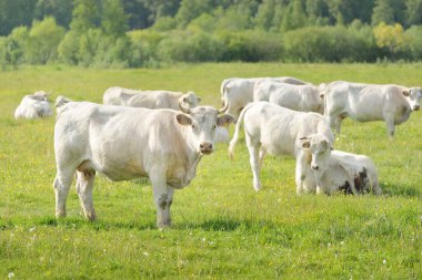 Yeşil bir orman çayırında otlayan beyaz inekler. Yazın kırsal alanda. Pastoral manzara. Evcil hayvanlar, çiftlik hayvanları, çiftlik, gıda endüstrisi, sığır ve süt, alternatif üretim, kırsal yaşam