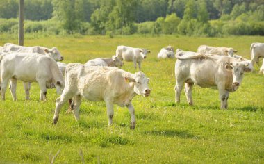 Yeşil bir orman çayırında otlayan beyaz inekler. Yazın kırsal alanda. Pastoral manzara. Evcil hayvanlar, çiftlik hayvanları, çiftlik, gıda endüstrisi, sığır ve süt, alternatif üretim, kırsal yaşam