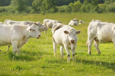 Yeşil bir orman çayırında otlayan beyaz inekler. Yazın kırsal alanda. Pastoral manzara. Evcil hayvanlar, çiftlik hayvanları, çiftlik, gıda endüstrisi, sığır ve süt, alternatif üretim, kırsal yaşam