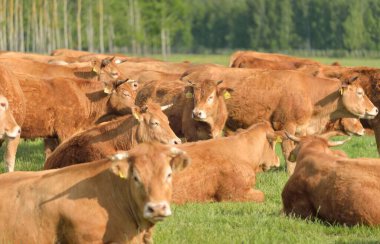 Yeşil bir orman çayırında otlayan kahverengi inekler. Yazın kırsal alanda. Pastoral manzara. Evcil hayvanlar, çiftlik hayvanları, çiftlik, gıda endüstrisi, sığır ve süt, alternatif üretim, kırsal yaşam