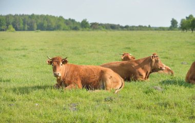 Yeşil bir orman çayırında otlayan kahverengi inekler. Yazın kırsal alanda. Pastoral manzara. Evcil hayvanlar, çiftlik hayvanları, çiftlik, gıda endüstrisi, sığır ve süt, alternatif üretim, kırsal yaşam