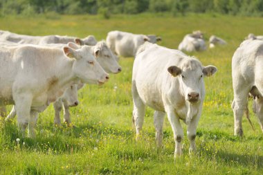 Yeşil bir orman çayırında otlayan beyaz inekler. Yazın kırsal alanda. Pastoral manzara. Evcil hayvanlar, çiftlik hayvanları, çiftlik, gıda endüstrisi, sığır ve süt, alternatif üretim, kırsal yaşam