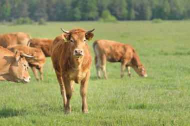 Yeşil bir orman çayırında otlayan kahverengi inekler. Yazın kırsal alanda. Pastoral manzara. Evcil hayvanlar, çiftlik hayvanları, çiftlik, gıda endüstrisi, sığır ve süt, alternatif üretim, kırsal yaşam