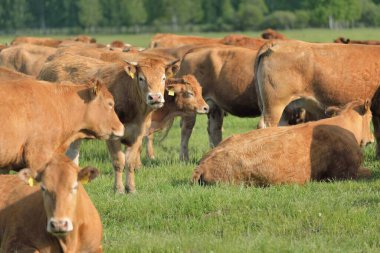 Yeşil bir orman çayırında otlayan kahverengi inekler. Yazın kırsal alanda. Pastoral manzara. Evcil hayvanlar, çiftlik hayvanları, çiftlik, gıda endüstrisi, sığır ve süt, alternatif üretim, kırsal yaşam
