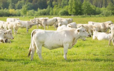 Yeşil bir orman çayırında otlayan beyaz inekler. Yazın kırsal alanda. Pastoral manzara. Evcil hayvanlar, çiftlik hayvanları, çiftlik, gıda endüstrisi, sığır ve süt, alternatif üretim, kırsal yaşam