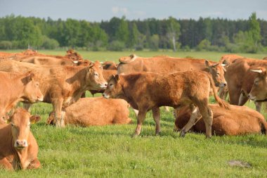 Yeşil bir orman çayırında otlayan kahverengi inekler. Yazın kırsal alanda. Pastoral manzara. Evcil hayvanlar, çiftlik hayvanları, çiftlik, gıda endüstrisi, sığır ve süt, alternatif üretim, kırsal yaşam
