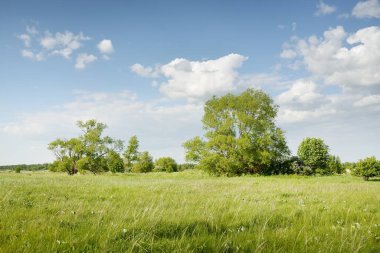 Güneşli bir günde yeşil orman çimleri (çayır). Yağmurdan önce dramatik bir gökyüzü. Idyllic kırsal kesim. Pastoral manzara. Arka planda güçlü bir meşe ağacı var. Nida, Litvanya, Baltık Devleti