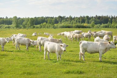 Yeşil bir orman çayırında otlayan beyaz inekler. Yazın kırsal alanda. Pastoral manzara. Evcil hayvanlar, çiftlik hayvanları, çiftlik, gıda endüstrisi, sığır ve süt, alternatif üretim, kırsal yaşam