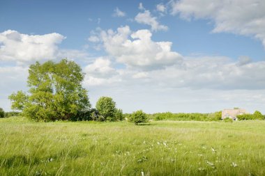 Güneşli bir günde yeşil orman çimleri (çayır). Yağmurdan önce dramatik bir gökyüzü. Idyllic kırsal kesim. Pastoral manzara. Arka planda güçlü bir meşe ağacı var. Nida, Litvanya, Baltık Devleti