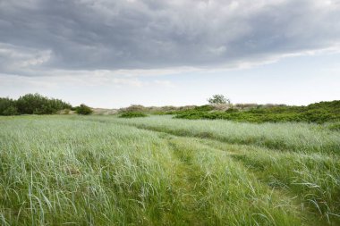 Güneşli bir günde yeşil orman çimleri (çayır). Yağmurdan önce dramatik bir gökyüzü. Idyllic kırsal kesim. Pastoral manzara. Arka planda güçlü bir meşe ağacı var. Litvanya, Baltık ülkeleri. Doğa, ekoloji