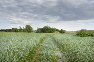 Güneşli bir günde yeşil tarla ve orman. Arka planda eski ev (kütük kulübe). Dramatik bir gökyüzü. Idyllic kırsal kesim. Pastoral manzara. Litvanya. Doğa, ekoloji, eko-turizm, yürüyüş, yerel seyahat