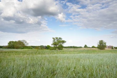 Güneşli bir günde yeşil orman çimleri (çayır). Yağmurdan önce dramatik bir gökyüzü. Idyllic kırsal kesim. Pastoral manzara. Arka planda güçlü bir meşe ağacı var. Litvanya, Baltık ülkeleri. Doğa, ekoloji