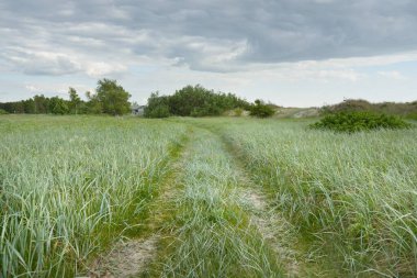 Güneşli bir günde yeşil tarla ve orman. Arka planda eski ev (kütük kulübe). Dramatik bir gökyüzü. Idyllic kırsal kesim. Pastoral manzara. Litvanya. Doğa, ekoloji, eko-turizm, yürüyüş, yerel seyahat