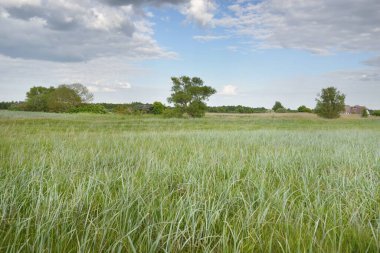 Güneşli bir günde yeşil orman çimleri (çayır). Yağmurdan önce dramatik bir gökyüzü. Idyllic kırsal kesim. Pastoral manzara. Arka planda güçlü bir meşe ağacı var. Litvanya, Baltık ülkeleri. Doğa, ekoloji