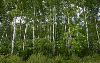 Güçlü huş ağaçları, yakın plan. Yaprak döken orman. Karanlık atmosferik manzara. Doğa, ekosistemler, ekoloji, eko-turizm, Avrupa 'da çevre koruma. Panoramik görünüm