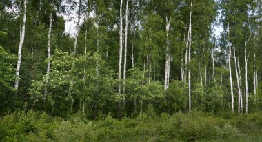 Güçlü huş ağaçları, yakın plan. Yaprak döken orman. Karanlık atmosferik manzara. Doğa, ekosistemler, ekoloji, eko-turizm, Avrupa 'da çevre koruma. Panoramik görünüm