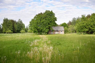Güneşli bir günde yeşil tarla ve orman. Arka planda eski ev (kütük kulübe). Dramatik bir gökyüzü. Idyllic kırsal kesim. Pastoral manzara. Litvanya. Doğa, ekoloji, eko-turizm, yürüyüş, yerel seyahat