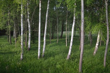 Güçlü huş ağaçları, yakın plan. Yaprak döken orman. Karanlık atmosferik manzara. Doğa, ekosistemler, ekoloji, eko-turizm, Avrupa 'da çevre koruma. Panoramik görünüm