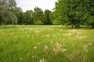 Güneşli bir günde yeşil orman çimleri (çayır). Yağmurdan önce dramatik bir gökyüzü. Idyllic kırsal kesim. Pastoral manzara. Arka planda güçlü bir meşe ağacı var. Litvanya, Baltık ülkeleri. Doğa, ekoloji