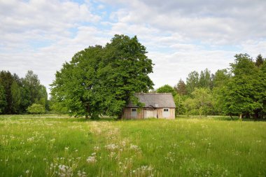 Güneşli bir günde yeşil tarla ve orman. Arka planda eski ev (kütük kulübe). Dramatik bir gökyüzü. Idyllic kırsal kesim. Pastoral manzara. Litvanya. Doğa, ekoloji, eko-turizm, yürüyüş, yerel seyahat