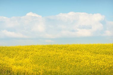 Kırsal alan. Güneşli bir yaz gününde sarı kolza tohumu tarlası. Çiçek deseni. Doku, arka plan. Tarım, biyoteknoloji, yakıt, gıda endüstrisi, alternatif enerji, doğa